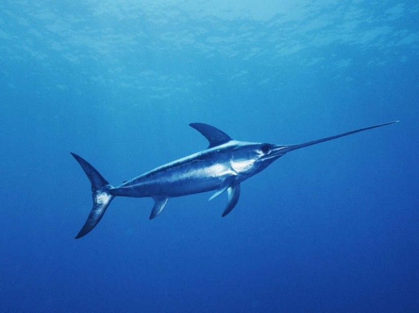 The fastest animals on earth, in water and in the air