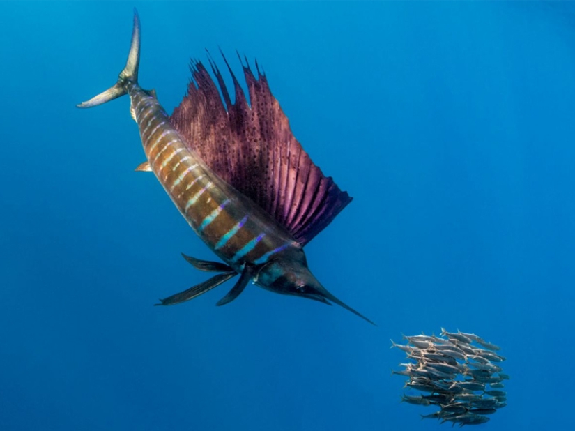 The fastest animals on earth, in water and in the air