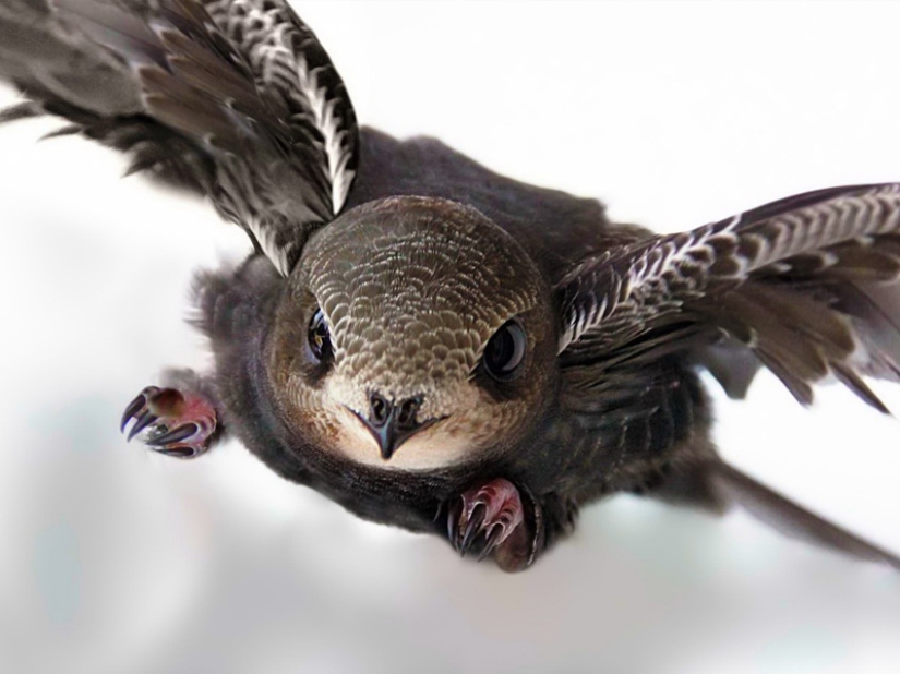 The fastest animals on earth, in water and in the air