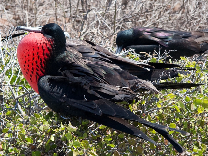 The fastest animals on earth, in water and in the air