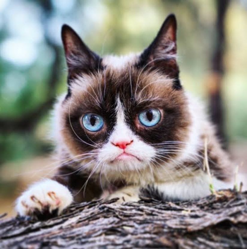 The favorite of millions, the cat Grumpy, has died The favorite of millions, the cat Grumpy, has died