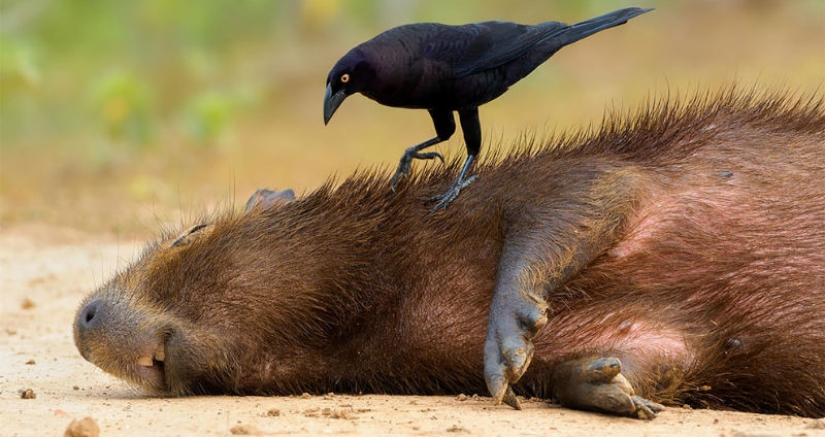The finalists of the Bird Photographer of the Year 2018 contest have been announced, and the photos are just a song