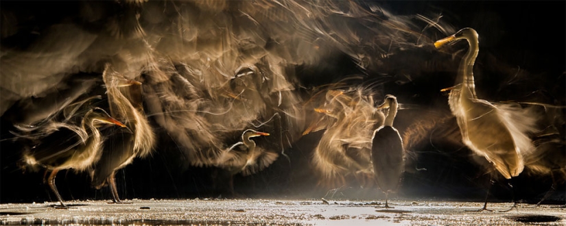 The finalists of the Bird Photographer of the Year 2018 contest have been announced, and the photos are just a song The finalists of the Bird Photographer of the Year 2018 contest have been announced, and the photos are just a song