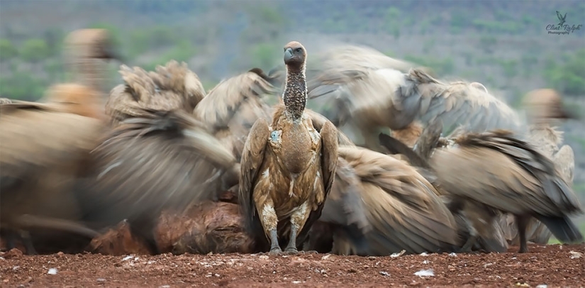 The finalists of the Bird Photographer of the Year 2018 contest have been announced, and the photos are just a song The finalists of the Bird Photographer of the Year 2018 contest have been announced, and the photos are just a song