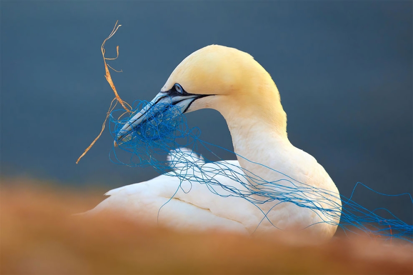 The finalists of the Bird Photographer of the Year 2018 contest have been announced, and the photos are just a song The finalists of the Bird Photographer of the Year 2018 contest have been announced, and the photos are just a song
