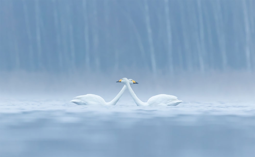 The finalists of the Bird Photographer of the Year 2018 contest have been announced, and the photos are just a song The finalists of the Bird Photographer of the Year 2018 contest have been announced, and the photos are just a song