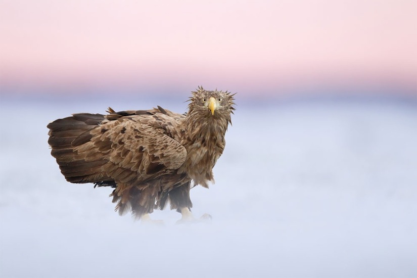 The finalists of the Bird Photographer of the Year 2018 contest have been announced, and the photos are just a song The finalists of the Bird Photographer of the Year 2018 contest have been announced, and the photos are just a song