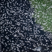 The first works of the National Geographic Nature Photographer Of The Year photo contest have been published