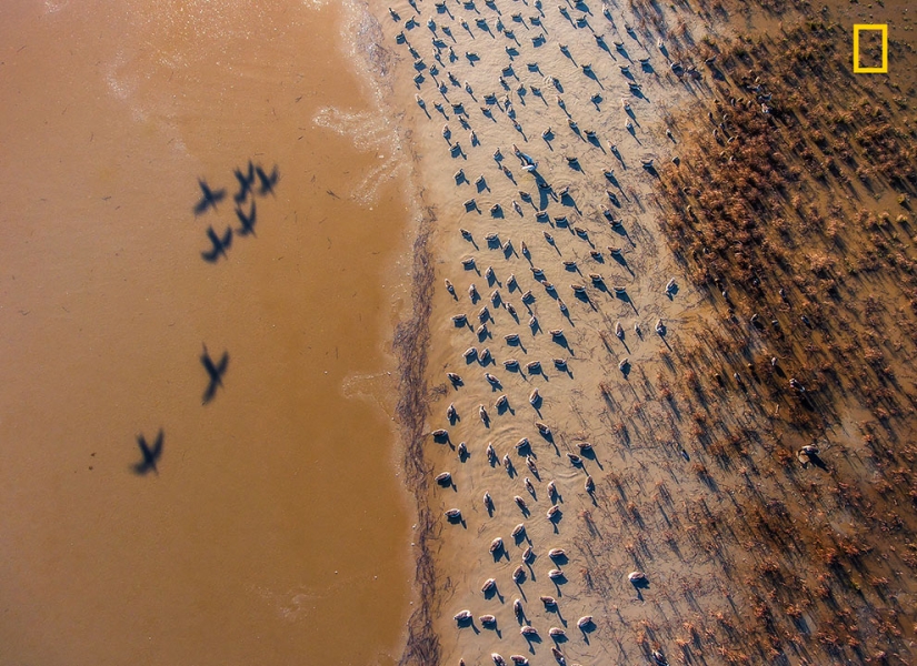 The first works of the National Geographic Nature Photographer Of The Year photo contest have been published The first works of the National Geographic Nature Photographer Of The Year photo contest have been published