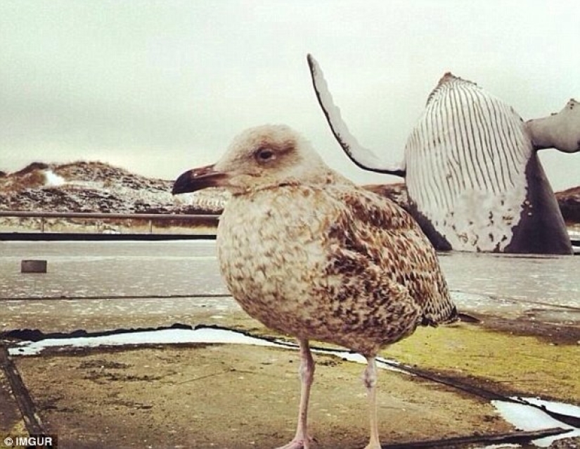 The funniest photobombs in vacation pictures The funniest photobombs in vacation pictures