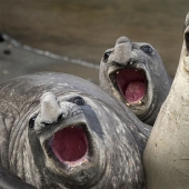 The funniest photos from Comedy Wildlife Photography Awards 2017