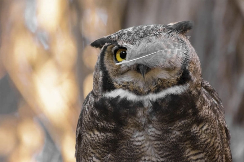 The funniest photos from Comedy Wildlife Photography Awards 2017