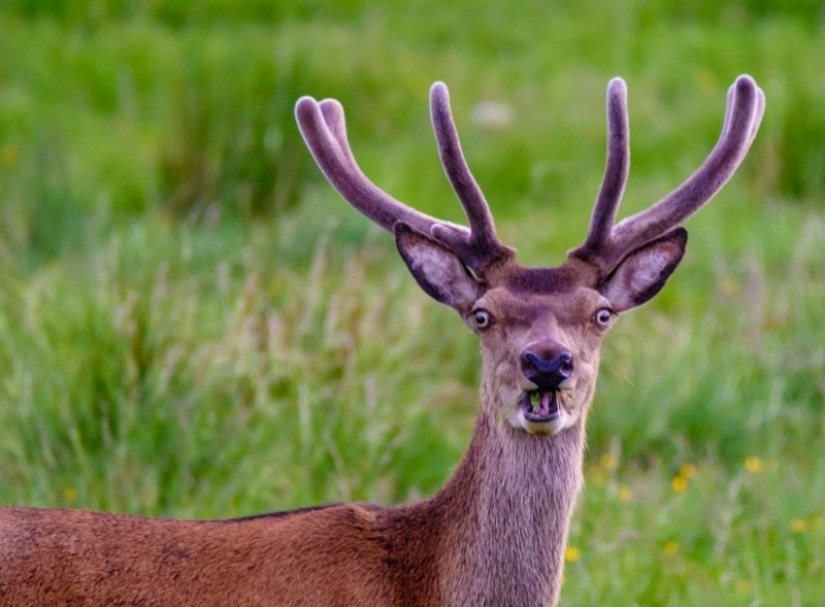 The funniest thing from the Comedy Wildlife Photography Awards 2018 The funniest thing from the Comedy Wildlife Photography Awards 2018