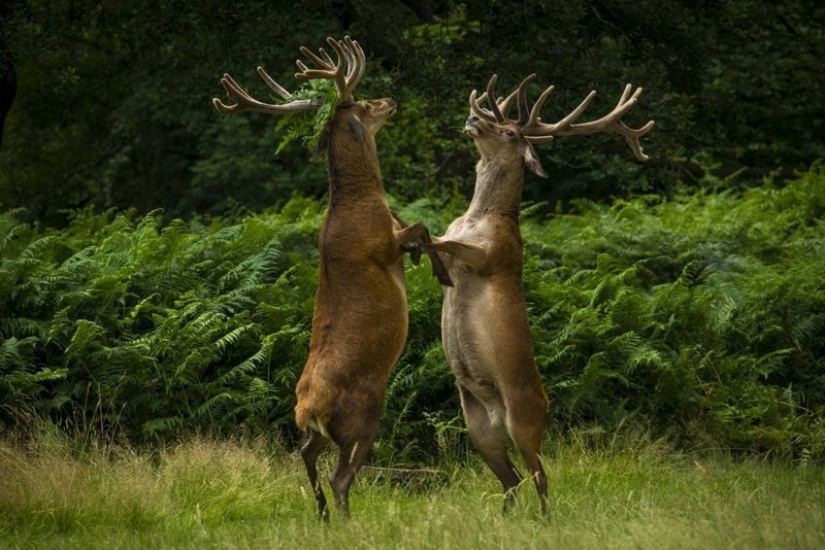 The funniest thing from the Comedy Wildlife Photography Awards 2018 The funniest thing from the Comedy Wildlife Photography Awards 2018