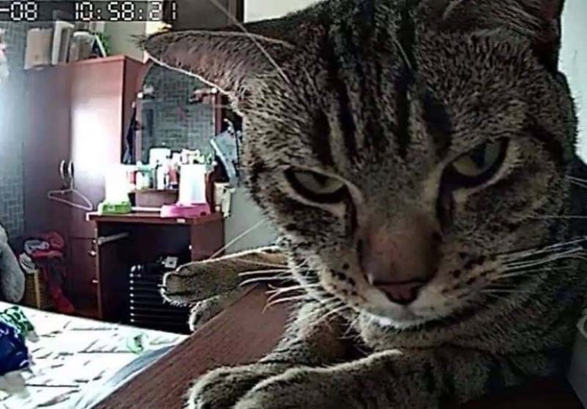 The guy installed a camera in his room to film what his cat does at night