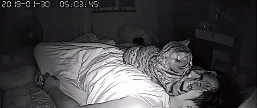 The guy installed a camera in his room to film what his cat does at night