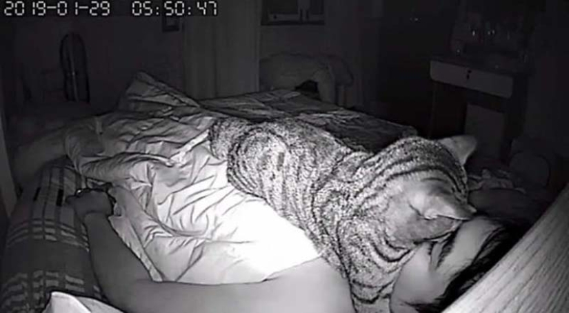 The guy installed a camera in his room to film what his cat does at night