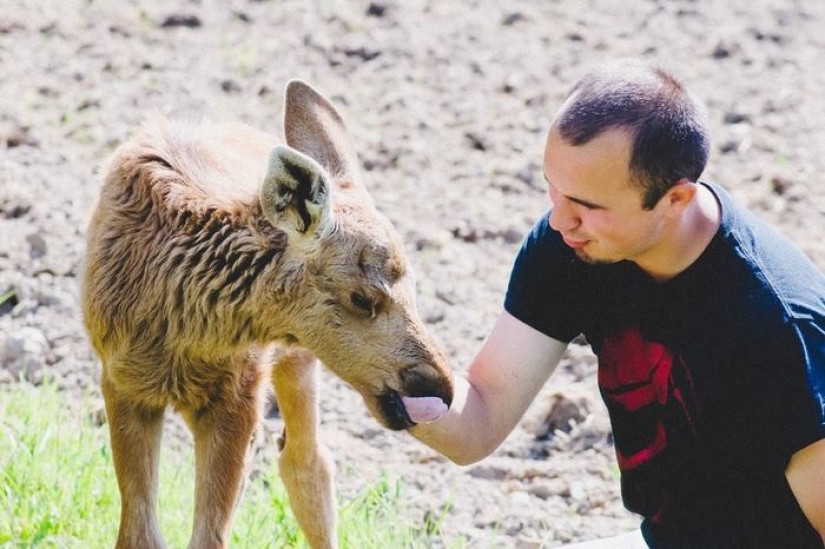 The guy saved a little moose, and now she comes to him from the forest every day