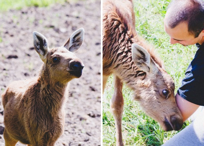 The guy saved a little moose, and now she comes to him from the forest every day
