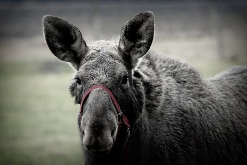 The guy saved a little moose, and now she comes to him from the forest every day