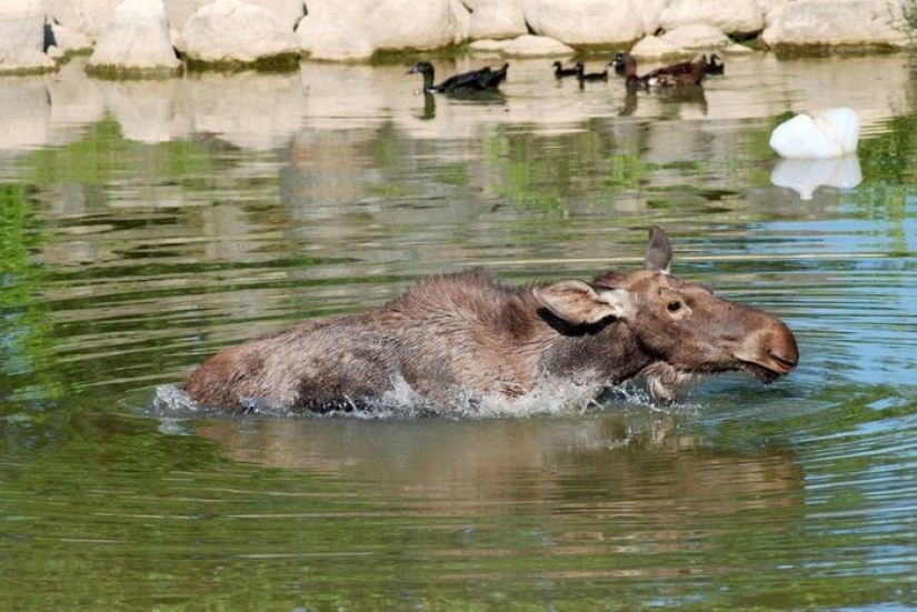 The guy saved a little moose, and now she comes to him from the forest every day