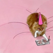 The incredible adventures of one red cat