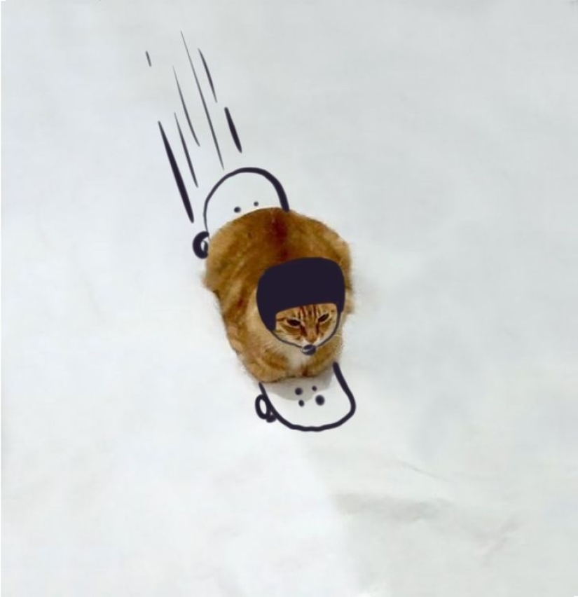 The incredible adventures of one red cat