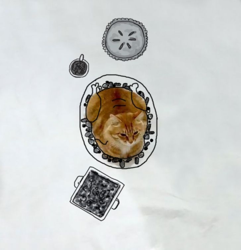 The incredible adventures of one red cat