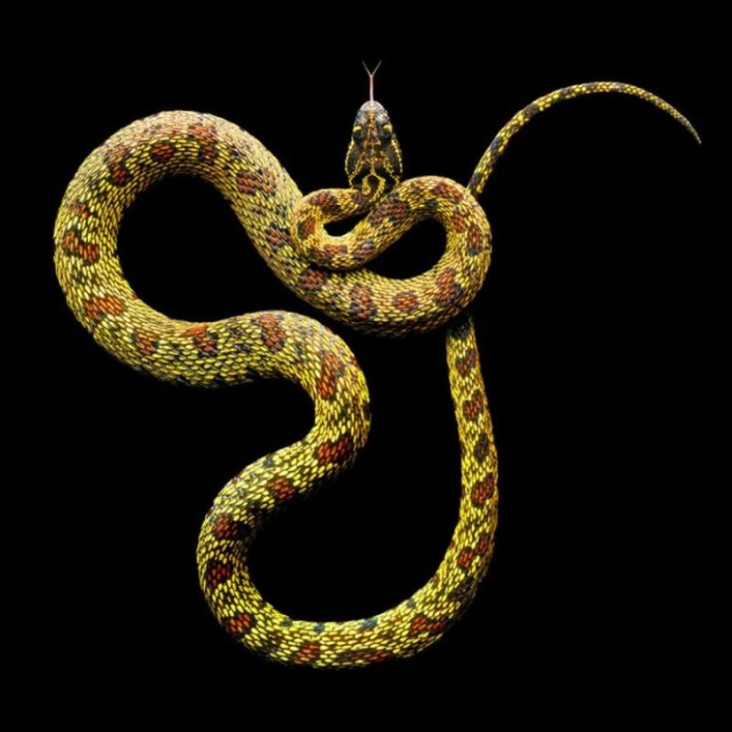 The incredible beauty of venomous snakes in Mark Light's photo project