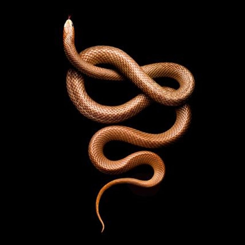 The incredible beauty of venomous snakes in Mark Light's photo project