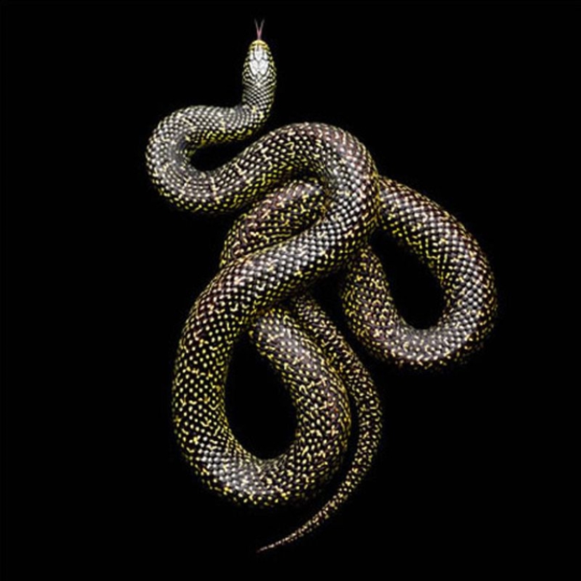 The incredible beauty of venomous snakes in Mark Light's photo project