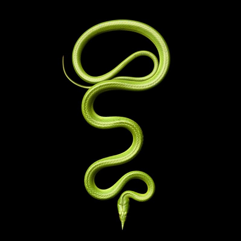 The incredible beauty of venomous snakes in Mark Light's photo project