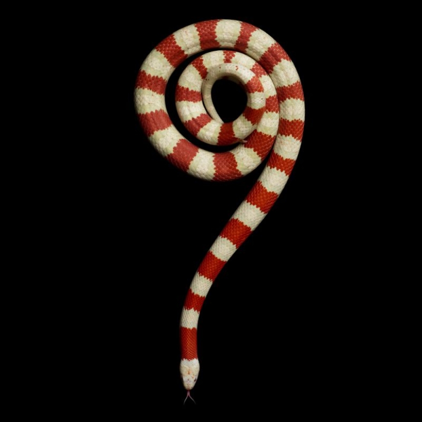 The incredible beauty of venomous snakes in Mark Light's photo project