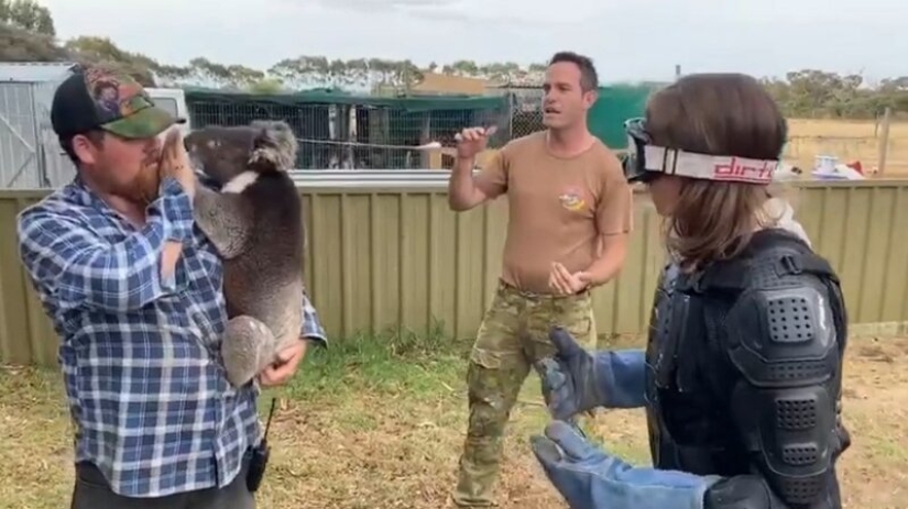 The journalist dressed up in a bulletproof vest for a meeting with a koala, an "evil poisonous bear"