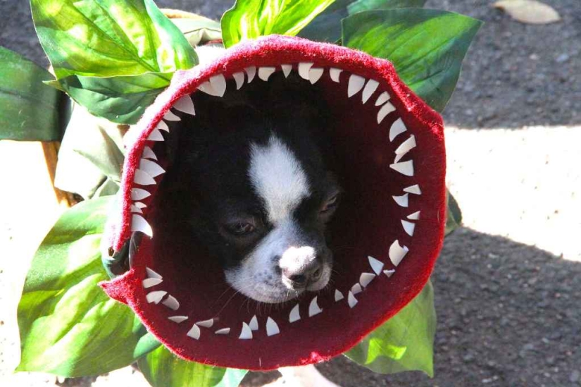 The largest costumed dog parade The largest costumed dog parade