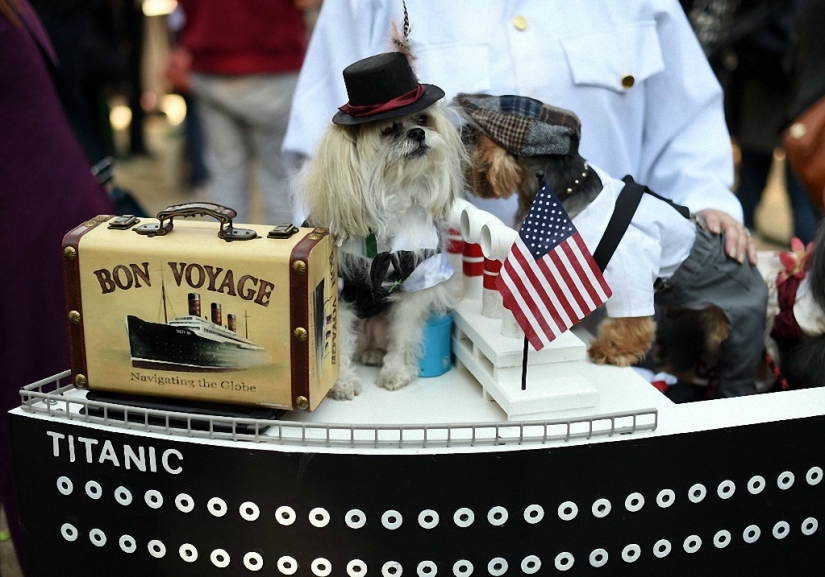 The largest costumed dog parade The largest costumed dog parade