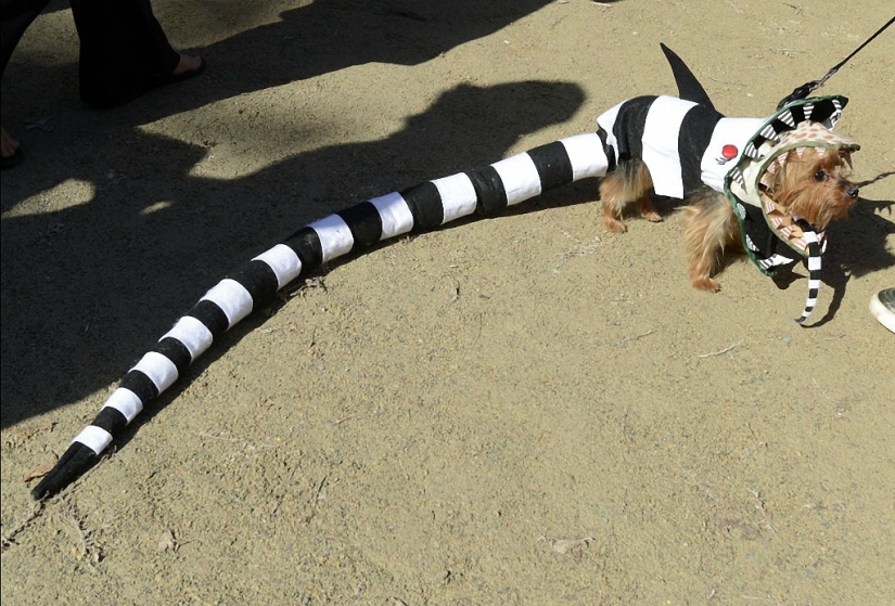 The largest costumed dog parade The largest costumed dog parade