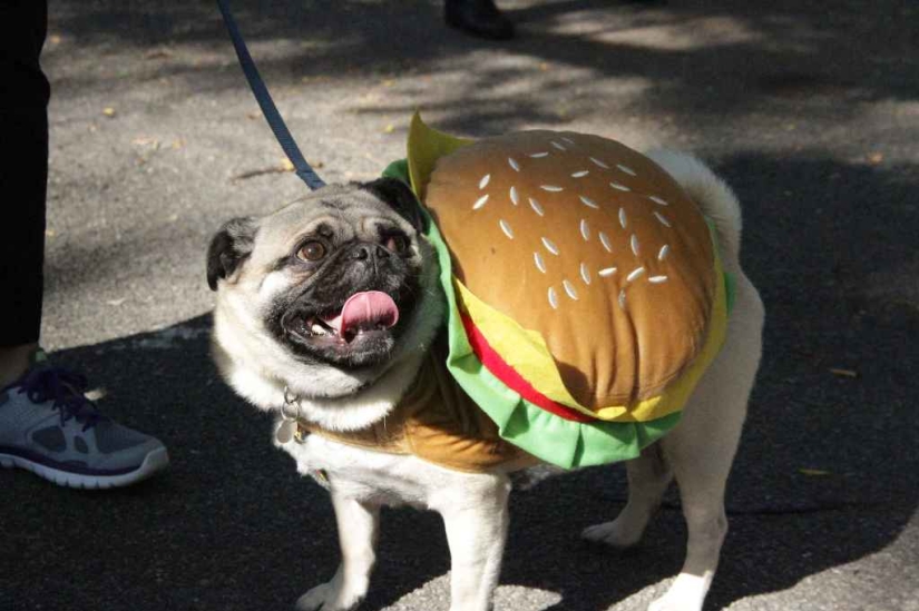 The largest costumed dog parade The largest costumed dog parade