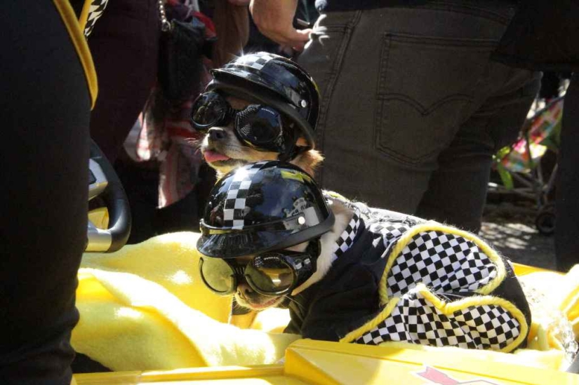 The largest costumed dog parade The largest costumed dog parade