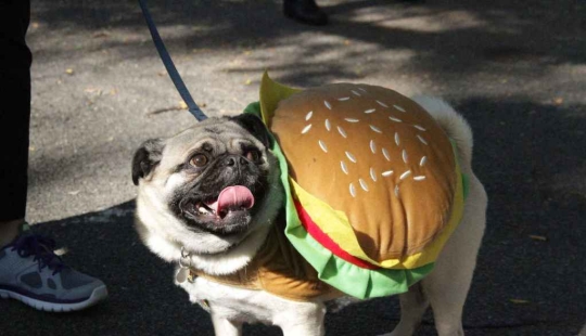 The largest costumed dog parade The largest costumed dog parade