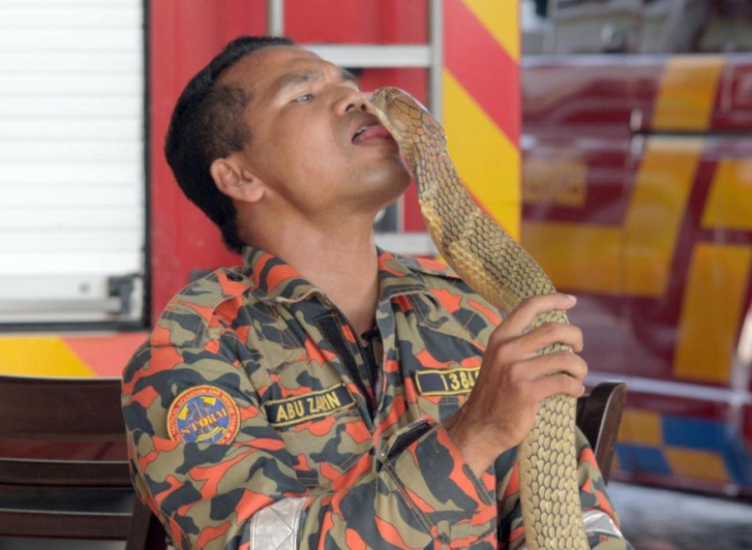 The last kiss: the most famous snake catcher died from a cobra bite