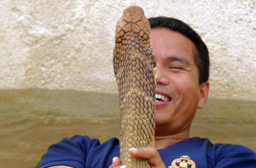 The last kiss: the most famous snake catcher died from a cobra bite