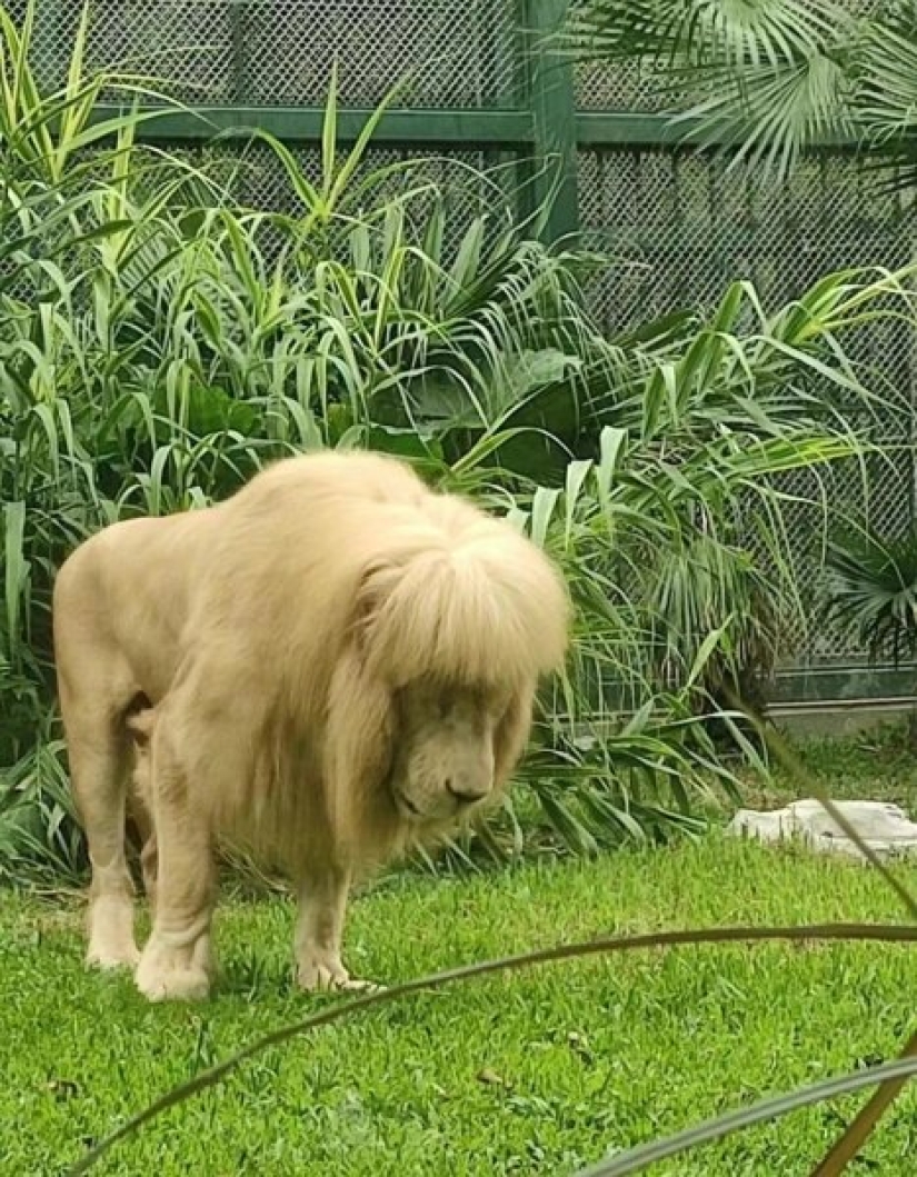 The lion from the Chinese zoo became famous thanks to his bangs