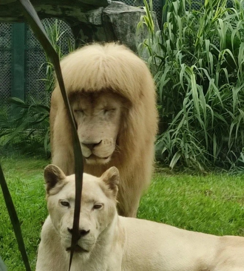 The lion from the Chinese zoo became famous thanks to his bangs