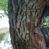 The Little Prince and the Hedgehog in the fog: who paints fairy-tale pictures on the trees of Moscow
