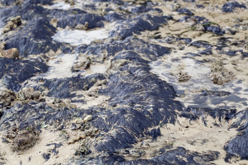 The most amazing facts about dolphins The most amazing facts about dolphins