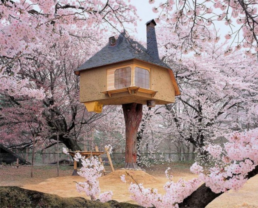 The most amazing tree houses