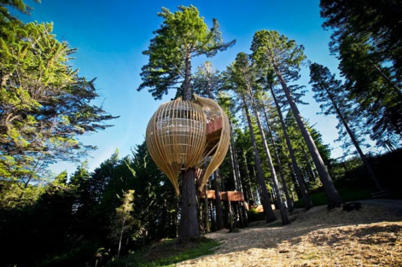The most amazing tree houses