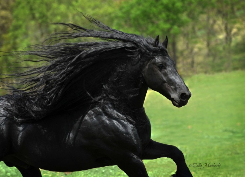 The most beautiful horse in the world The most beautiful horse in the world