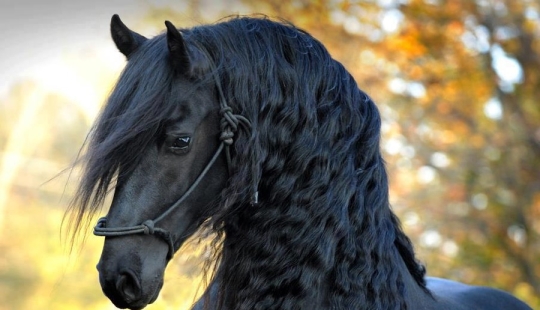 The most beautiful horse in the world